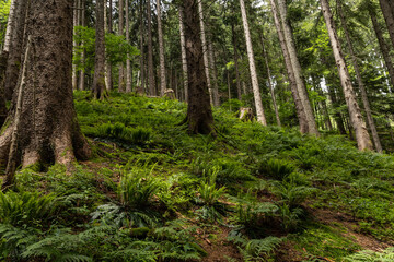 Fototapeta premium alpine forest landscape in Austria