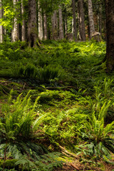 Obraz premium alpine forest landscape in Austria