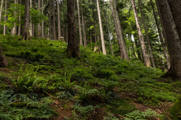 alpine forest landscape in Austria