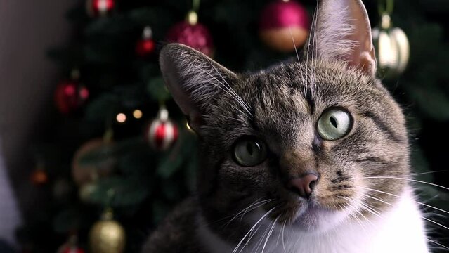Closeup of brown shorthair domestic tabby cat in front of decorated Christmas tree.
