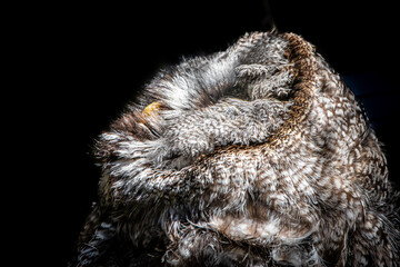 Close-up of a Great Grey Owl looking up before a black background