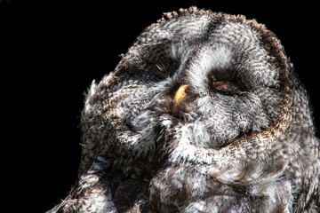 Close-up of a sleeping Great Grey Owl