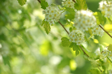 Blooming vesicle on a summer sunny day