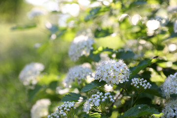 Obraz premium Blooming vesicle on a summer sunny day