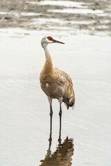 Sandhill crane during courting season in nature reservation habitat