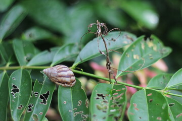snail on a leaf