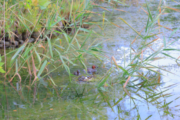 卵の世話をする井の頭公園のカイツブリ