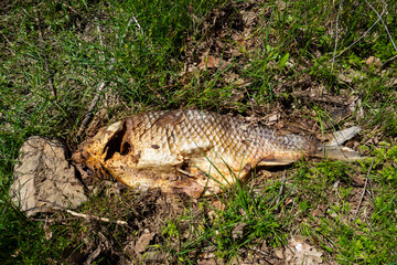 A dead fish on land in considerable decay