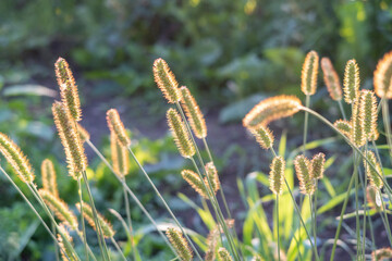 Grass closeup view on sunny afternoon in summer season. Selective focus, only some parts of grass are in focus. Background image