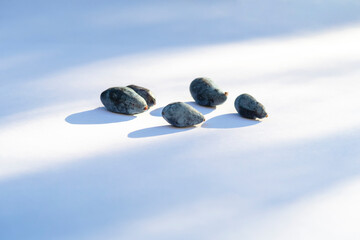Blue honeysuckle berries on white paper with shadows. Selective focus