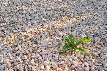 Green weeds come through gravel surface. Survival concept. Copy space for text