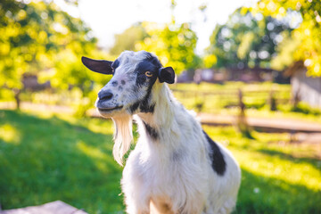 Goat. Portrait of a goat on a farm in the village. Beautiful goat posing. High quality photo