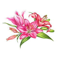 Lilies. Watercolor botanical illustration. Flower composition
