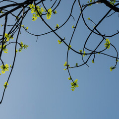 Tree branch with growing green leaves against clear blue sky on sunny spring day. Copy space for text