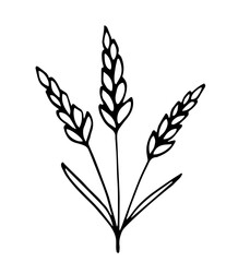 Simple hand drawn vector drawing in black outline. Spikelets of wheat isolated on white background. Cereals, flour products. For baking, bakery.