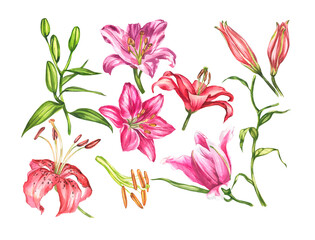 Lilies. Watercolor botanical illustration. Elements of flowers - obrazy, fototapety, plakaty
