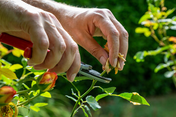 A close up of a man deadheading roses in summer