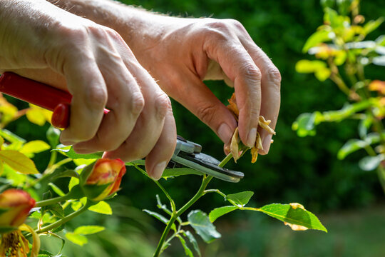 A close up of a man deadheading roses in summer