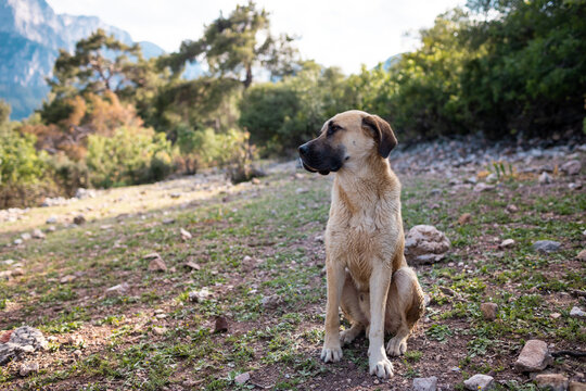 alabai, central asian shepherd dog