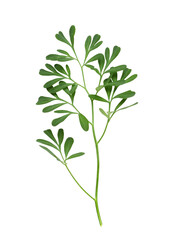 Green leaves and twigs of rue (Ruta graveolens) isolated