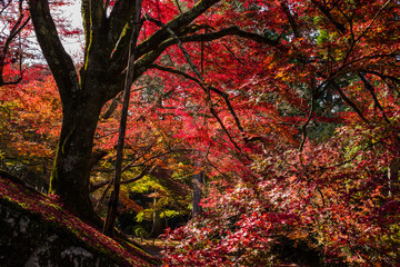 京都一乗院エリアの紅葉
