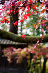 京都一乗院エリアの紅葉