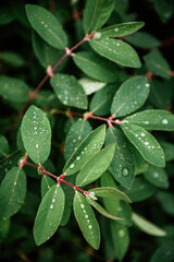 Top view of fresh green wet honeysuckle leaves with water drops after the rain in summer garden. Natural texture vertical background