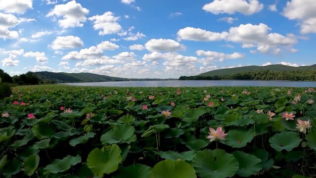 Landscape on Lake Corgeno with Lotus Flowers