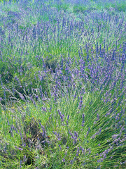 Lavender upon lavender