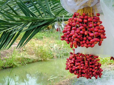 fresh ripe red date fruits bunch hanging on date palm tree