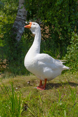 Obraz premium Portrait of white domestic goose anser anser domesticus. Goose farm.