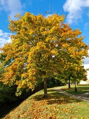 Naklejka premium autumn in the park