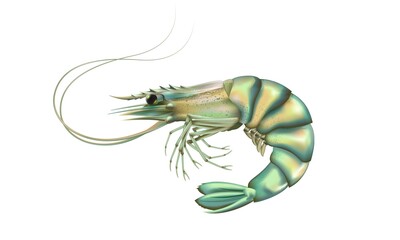 Shrimp high detailed background. Prawn detailed vector. Healthy meal. Cooking background. Logo closeup. Sea food.