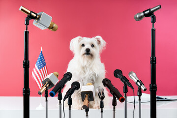 Adorable white fluffy dog speaker holds press conference with set of different microphones over...
