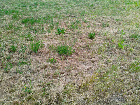 Extreme drought and dry grassland in Europe