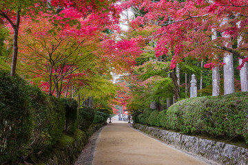 高野山（和歌山県高野町）の紅葉
