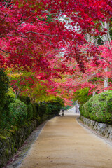 高野山（和歌山県高野町）の紅葉