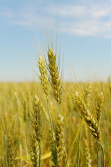 Fototapeta premium wheat spikelets against the sky