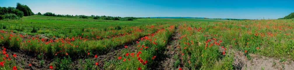 Fototapeta na wymiar Panorama of a poppy field in the countryside in summer near the highway