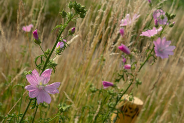 Pink common chicory