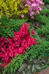 Fototapeta na wymiar The flowering rhododendron shrub is royally beautiful