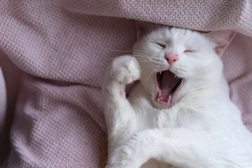 funny tired white cat open mouth yawning