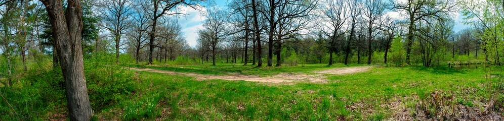 Obraz premium Spring forest and field on a background of blue sky