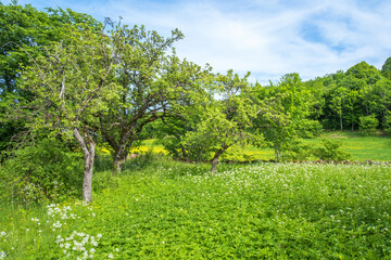 Overgrown old garden in the countryside