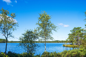 Lakeshore with birch trees by a forest lake