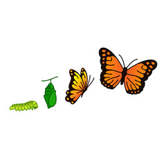 butterfly life cycle vector illustration clipart 