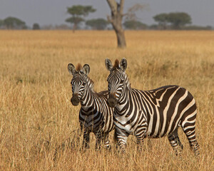 Fototapeta na wymiar Zebras on Serengeti Tanzania