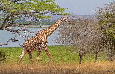 Giraffe on Serengeti Tanzania