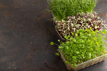 Set of boxes with microgreen of onion, beet, clover, basil on black concrete. Side view, copy space.