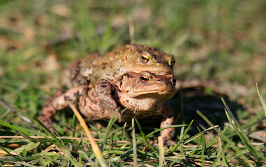 A pair of breeding Common Toads, with the male on the back of the female